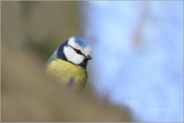 <p>SÝKORA MODŘINKA (Cyanistes caeruleus) /Eurasian blue tit - Blaumeise/</p>